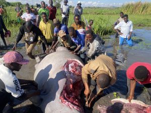 Read more about the article Kiboko mharibifu wa mazao Magu auawa, wananchi wagawiwa nyama